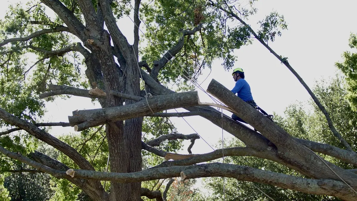 Professional Crown Thinning performed by certified arborists in Amasa
